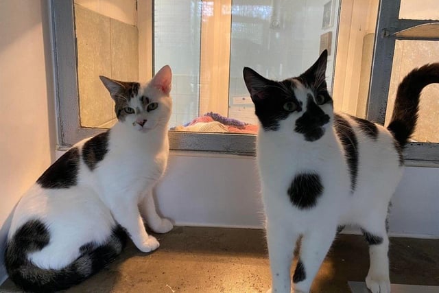 Smudge and Fudge are a beautiful pair of cats, looking to find their forever home together. Fudge is the confident one of the pair, whereas Smudge is a little more reserved – but they do have an affectionate side and are super loving once they are comfortable with you.