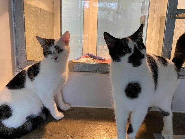Smudge and Fudge are a beautiful pair of cats, looking to find their forever home together. Fudge is the confident one of the pair, whereas Smudge is a little more reserved – but they do have an affectionate side and are super loving once they are comfortable with you.