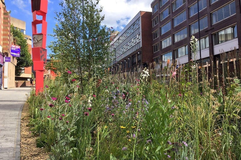 It’s amazing how a few flowers and grasses and a bit of distance from noisy traffic can creat a ‘calm refuge’. But that’s what the planting in front of Sheffield Crown Court does. And these days it extends up Snig Hill. There’s also a lovely section by the River Don in Castlegate.