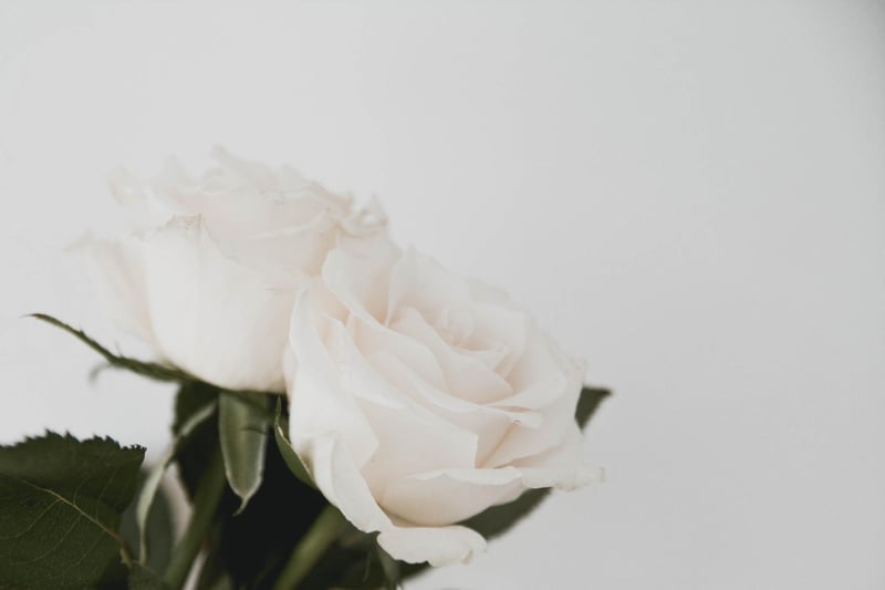When looking for a flower to complement a Virgo, the white rose makes an ideal choice. This flower mirrors their reliable nature, whilst also appealing to their understated side.