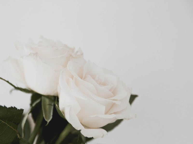 When looking for a flower to complement a Virgo, the white rose makes an ideal choice. This flower mirrors their reliable nature, whilst also appealing to their understated side.