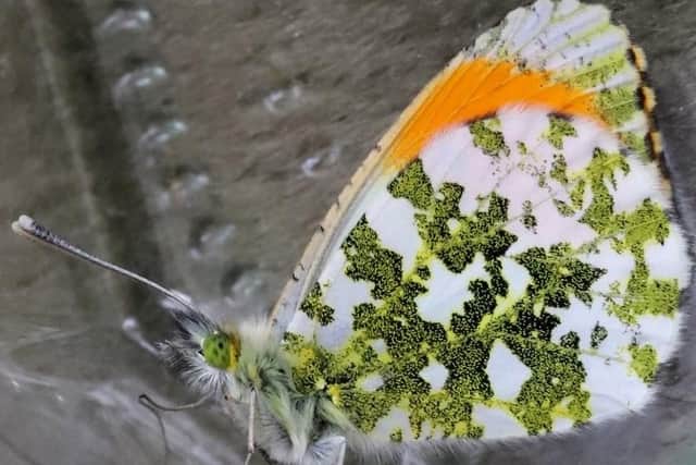 Orange-tip butterfly taken by Paul Ardron.