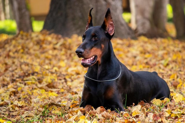 Often used as protection dogs, athletic and energetic Dobermans can cause damage to your home, with an average cost per year of £202.