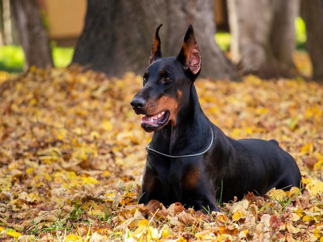 Often used as protection dogs, athletic and energetic Dobermans can cause damage to your home, with an average cost per year of £202.