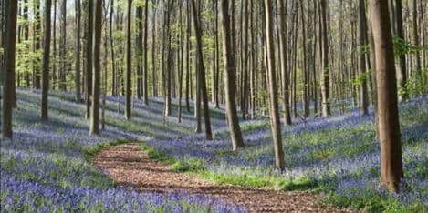Bluebell woodland. Sheffield was recognised as a 'tree city of the world'.