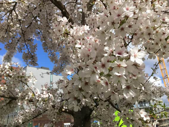 Cherry blossom in Netherthorpe by @doristhehat