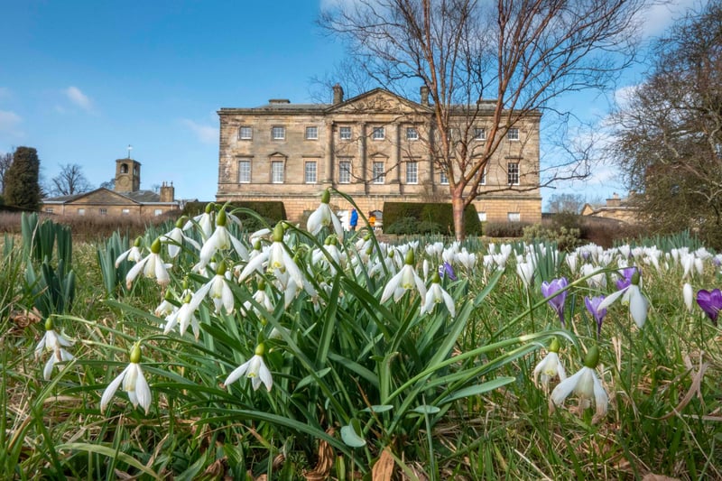 Spring flowers in the grounds of Howick Hall. Picture: Jane Coltman