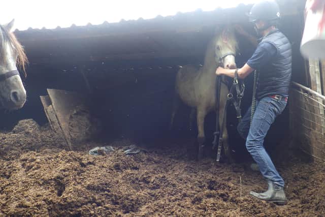 The stables piled high with horse faeces