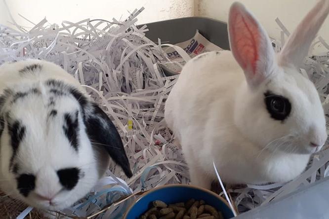 “Lucy and Spots are an inquisitive pair. They are a bonded pair of bunnies so would need to be rehomed together. They love wandering around in their outdoor pen, and chomping on their veggies.”