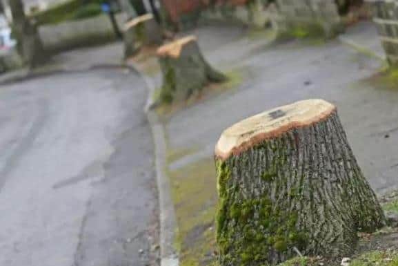 Trees have been felled in Dore, Sheffield 