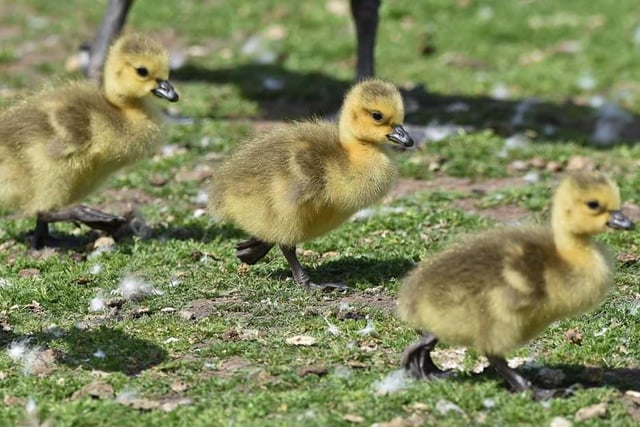 Gosling chicks probably only a day old at Sandall Park