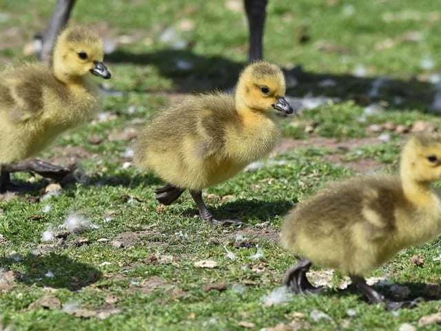 Gosling chicks probably only a day old at Sandall Park