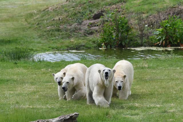 Yorkshire Wildlife Park now has eight polar bears who are part of a huge conservation programme