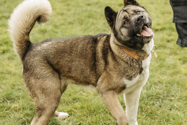 Mabel is a five-year-old Akita. The charity describes her as a ‘loveable, laid back girl, who likes to spend her days snoozing after a long sniffy walk’.