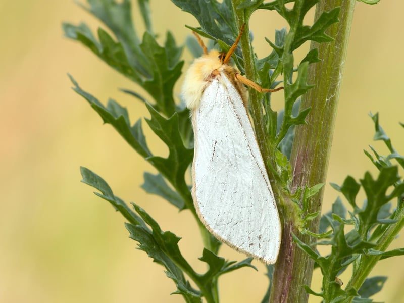 The Ghost Swift is a common Scottish species of moth that flies at night. Their bright white forewings and dark hindwings combine to make them seem to vanish then reappear mid-flight - hence the name.