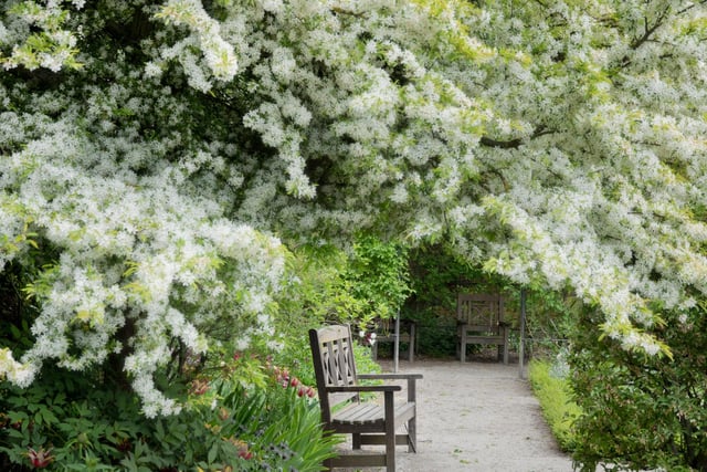 The beautiful crab apple (Malus Sargentii) that was planted in loving memory of Ivy John, nanny to the Percy family, which is in full bloom. Picture by Jane Coltman