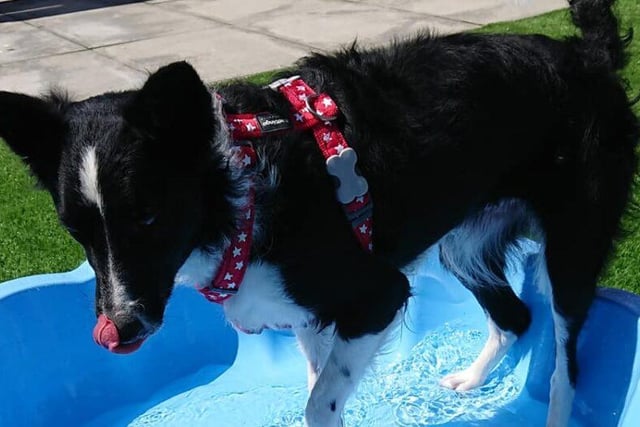 Molly is a 1 year old female Border Collie who is looking for an experienced Collie owner. She is a nervous girl, so is looking for a quiet home away from the city centre. For the right owner, she would be a very loving companion