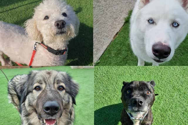 Here are 12 rescue dogs from Thornberry Animal Sanctuary in Sheffield who need a forever home.