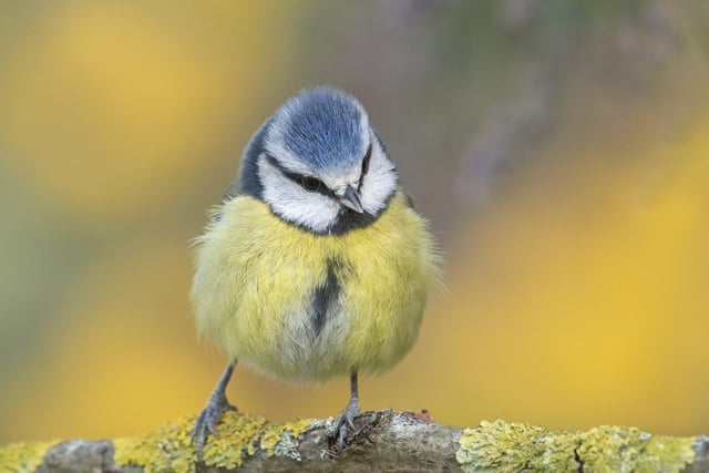 Captivating colour category winner - A blue tit in Essex. S