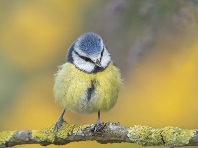 Captivating colour category winner - A blue tit in Essex. S