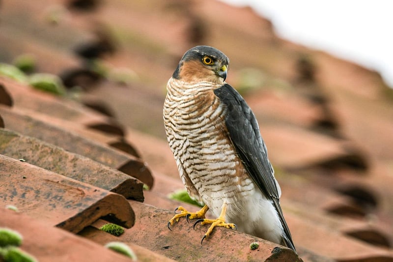 Gary's picture of this sparrowhawk (taken while he was out on his daily exercise walk) was simply that good that we had to include it.