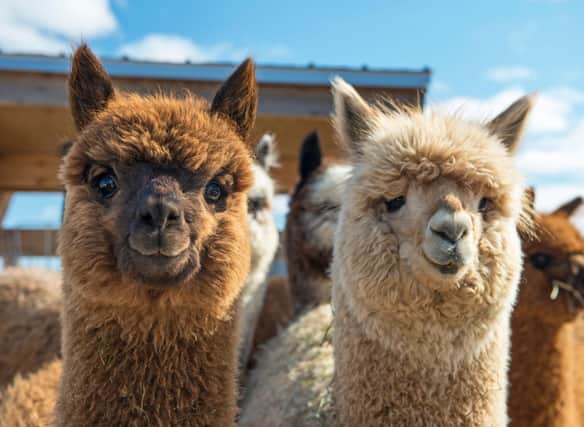 Here are 11 places you can enjoy trekking with adorable alpacas.