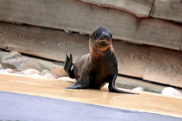 "July saw the birth of sea lion pups Coral and Stanley who quickly got into the splash of things in the nursery pool and had visitors captivated with their antics. The park is looking forward to seeing the new-born pups develop into strong swimmers, possibly reaching top speeds of 20 miles per hour in the water as they continue to develop healthily."