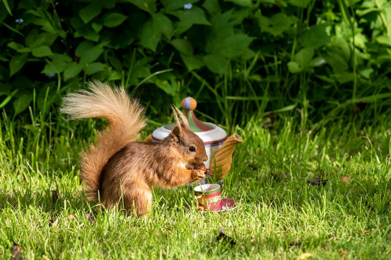 A squirrel grabs a nut out of a tiny teacup. Did you know: squirrels have four front teeth which never stop growing throughout their lives. This ensures that their teeth don't wear down from constant gnawing on nuts and other objects.