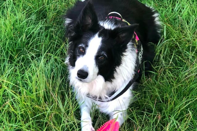 Border collie Mindy, sent in by Diane Pearson