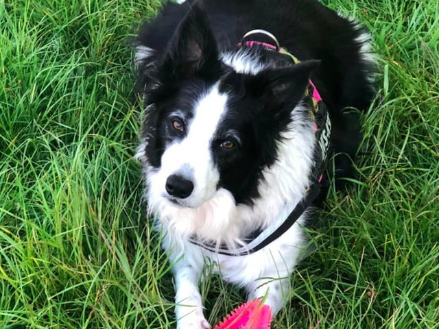 Border collie Mindy, sent in by Diane Pearson