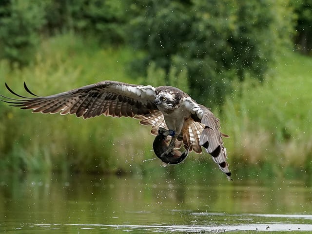 These incredible images capture the moment an osprey makes a successful catch in Aviemore, Scottish Highlands. A sharp eyed photographer captured the moment an osprey rises from the water clutching its next meal. Alan Wemyss, 55, snapped the majestic bird soaring over the water before it dipped its talons in and grabbed a fish. The osprey's huge wingspan and piercing yellow eyes can be seen in the dramatic shots as it carries off the catch. Alan, a joiner, took the pictures in Aviemore, Scottish Highlands and said the birds began fishing as the sun came up.