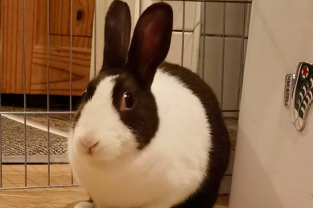 Dutch rabbit Trixie. Shared by Rachel Bumnut Chaplin.