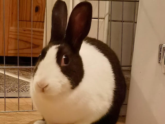 Dutch rabbit Trixie. Shared by Rachel Bumnut Chaplin.
