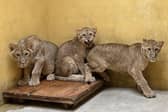 Three of the lions pictured in the Ukrainian home.