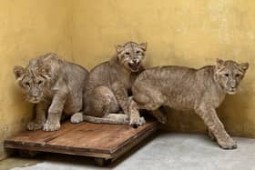 Three of the lions pictured in the Ukrainian home.