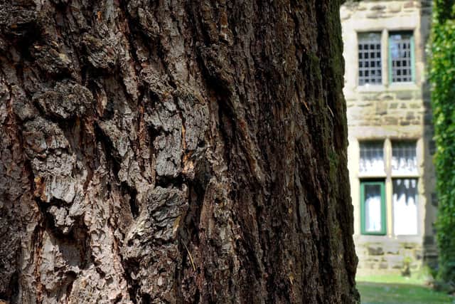 Deodar cedar with Whirlow Brook Hall behind