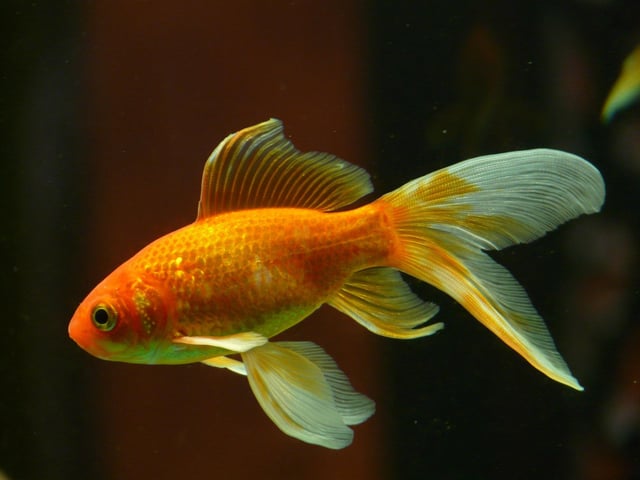 A goldfish named Tish was won at a funfair in Doncaster in 1956. He died in 1999 aged 43. (This is not the fish pictured)