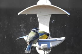 Blue tits on the feeders at Potteric by Ian Rotherham