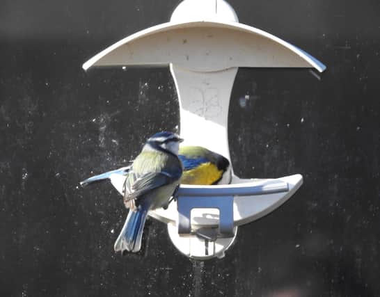 Blue tits on the feeders at Potteric by Ian Rotherham