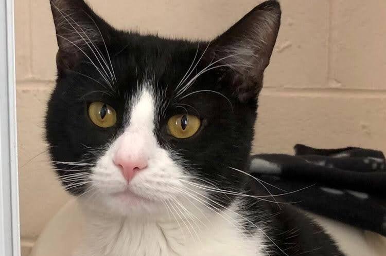 Felix is a male neutered cat, aged one year and five months, who could possibly live with cats and older children but not dogs.
