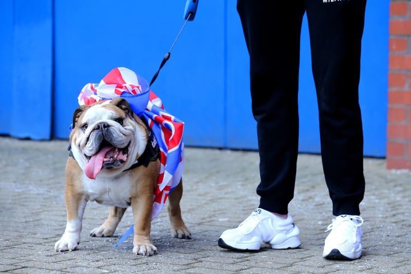 A dog with a banner tied around its harness outside of the Ibrox Stadium, as fans gather to celebrate Rangers winning the Scottish Premiership title.