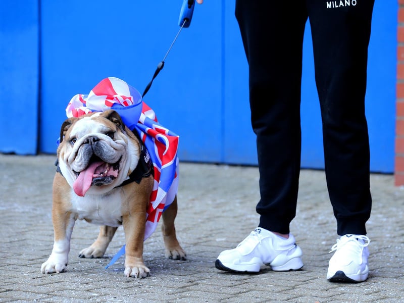A dog with a banner tied around its harness outside of the Ibrox Stadium, as fans gather to celebrate Rangers winning the Scottish Premiership title.