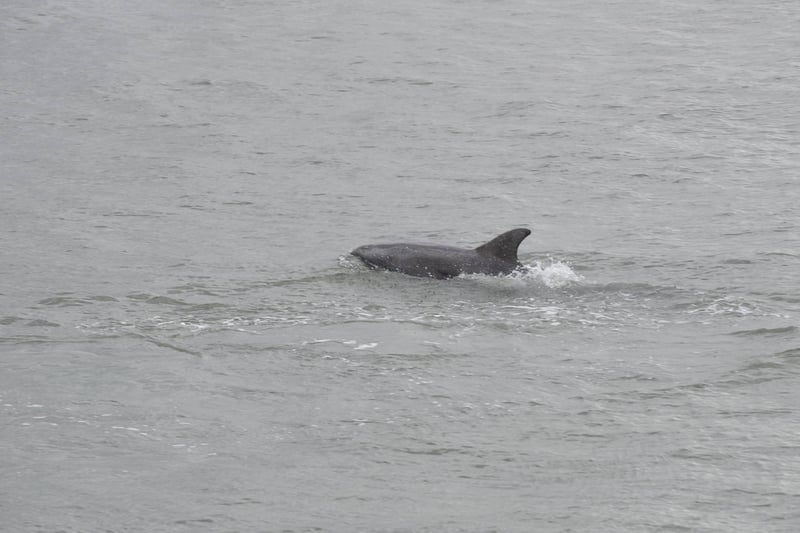 A glimpse of a dolphin was captured this afternoon. (Photo by North News)