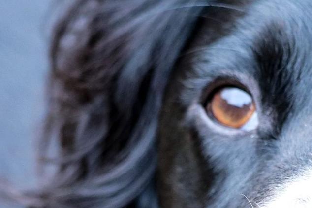 This breed has won more Best in Show titles at Crufts than any other.