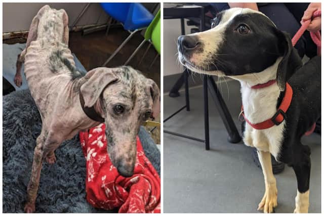 The RSPCA is noticing an increase in the number of abandoned and neglected pets, and believes the cost of living crisis is to blame