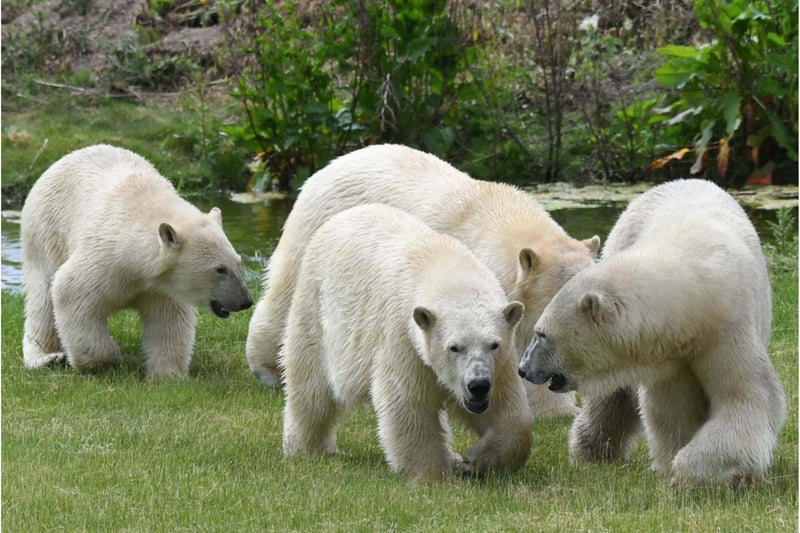 YWP now has eight polar bears.