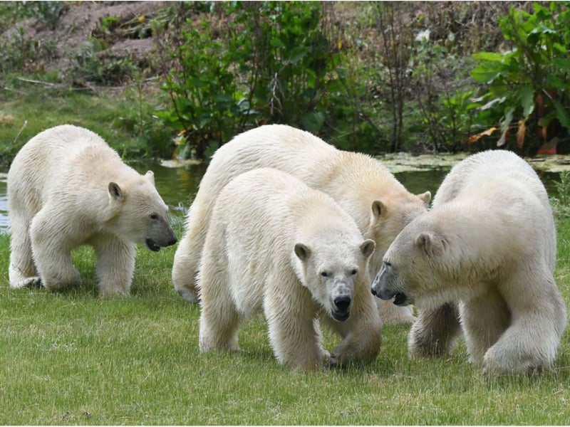 YWP now has eight polar bears.