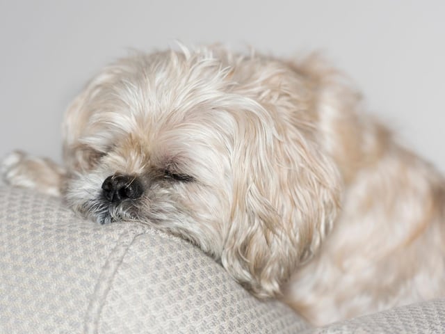 The Shih Tzu was actually bred to keep their human owners warm - members of the Chinese royal court would place them on their feet to keep the cold away. To this day these cute pups are happy to do the same for non-regal owners.