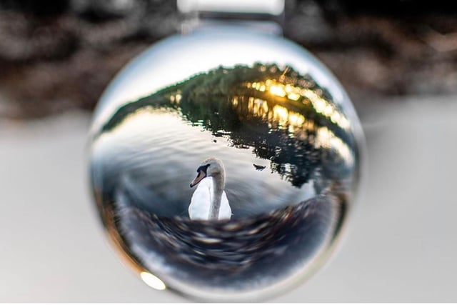 A swan on Doncaster Lakeside reflected in a lensball by @damian_jackson_photographer