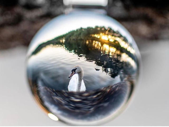 A swan on Doncaster Lakeside reflected in a lensball by @damian_jackson_photographer